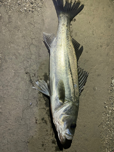 セイゴ（マルスズキ）の釣果