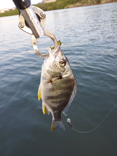 キビレの釣果