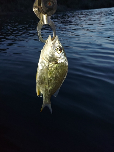 キビレの釣果