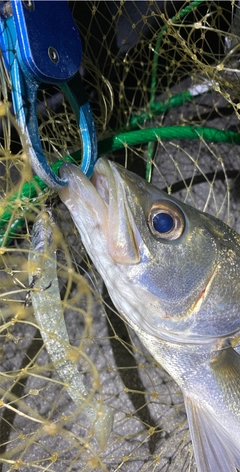 シーバスの釣果