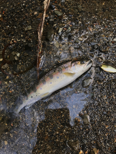 ヤマメの釣果