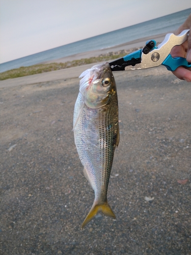 コノシロの釣果