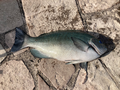 メジナの釣果