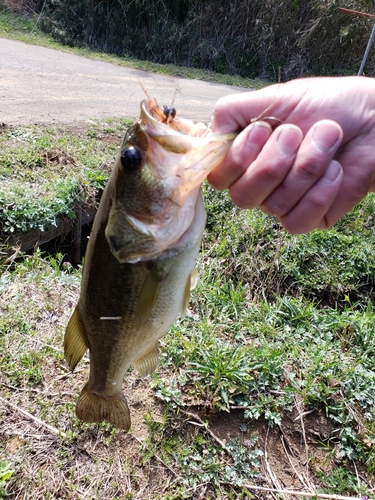 ラージマウスバスの釣果