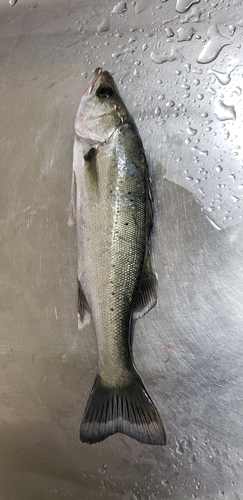 セイゴ（マルスズキ）の釣果