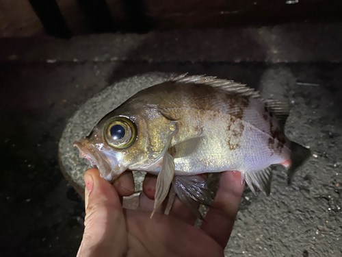 シロメバルの釣果