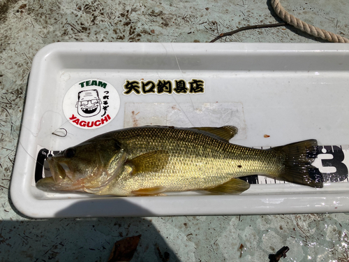 ラージマウスバスの釣果