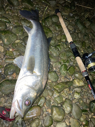 スズキの釣果