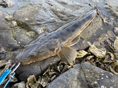 マゴチの釣果