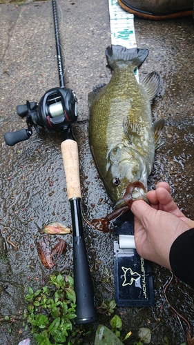 スモールマウスバスの釣果