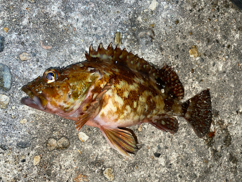 カサゴの釣果