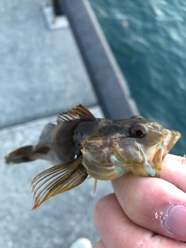 アナハゼの釣果