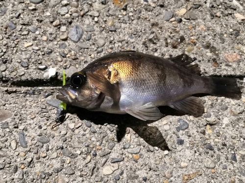 メバルの釣果