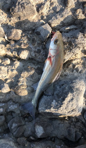 セイゴ（マルスズキ）の釣果