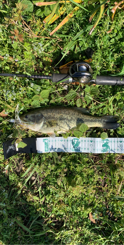 ラージマウスバスの釣果