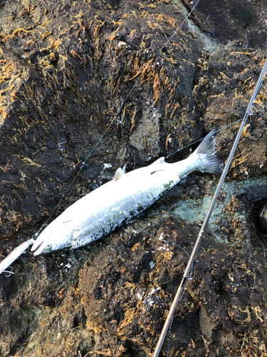 サクラマスの釣果