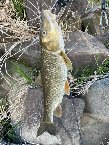 ニゴイの釣果