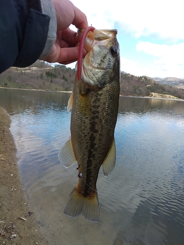 ラージマウスバスの釣果