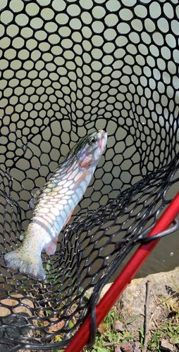 ニジマスの釣果