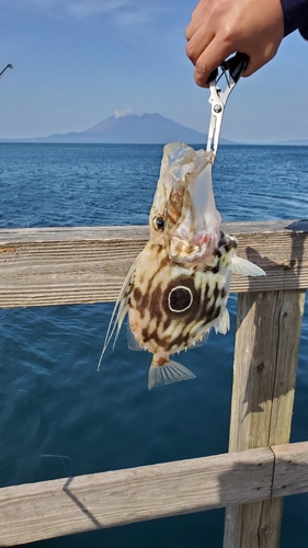 マトウダイの釣果