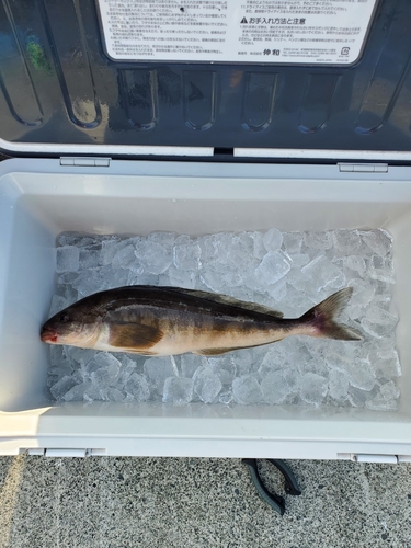 ホッケの釣果