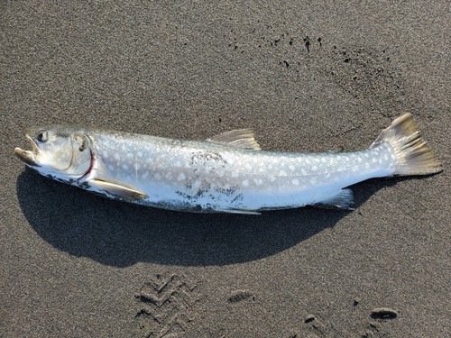 アメマスの釣果