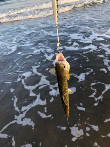 アメマスの釣果