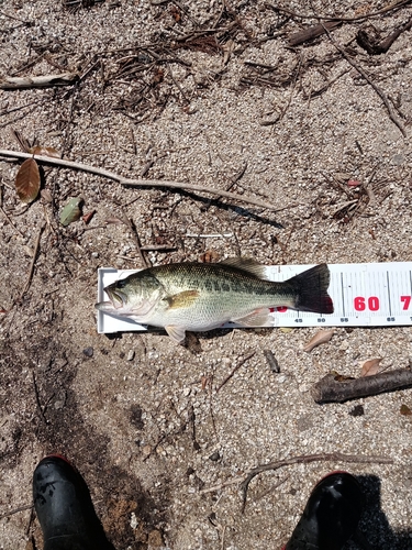 ラージマウスバスの釣果