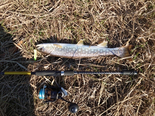 アメマスの釣果