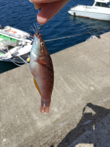 ホシササノハベラの釣果