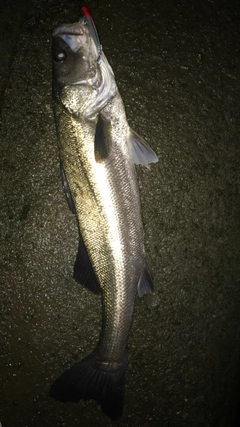 スズキの釣果