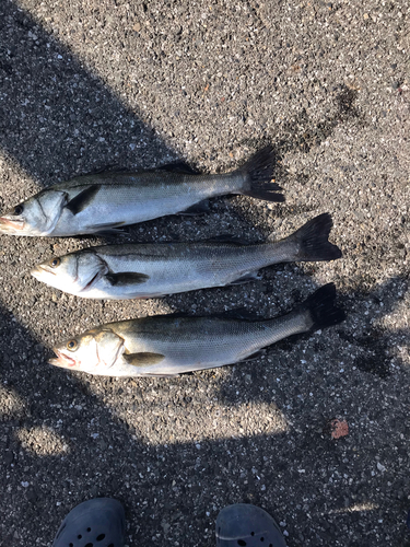 シーバスの釣果