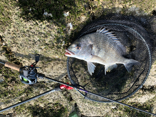 キビレの釣果