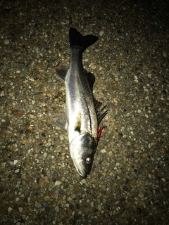 セイゴ（マルスズキ）の釣果