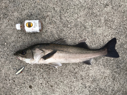 フッコ（マルスズキ）の釣果