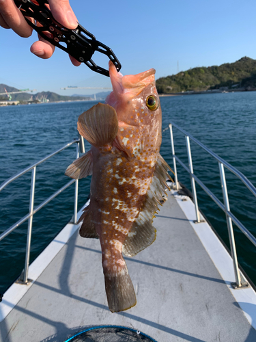 アコウの釣果