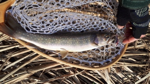 アメマスの釣果