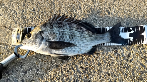 チヌの釣果