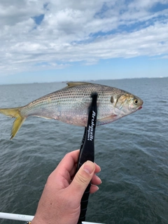 コノシロの釣果