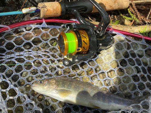 イワナの釣果