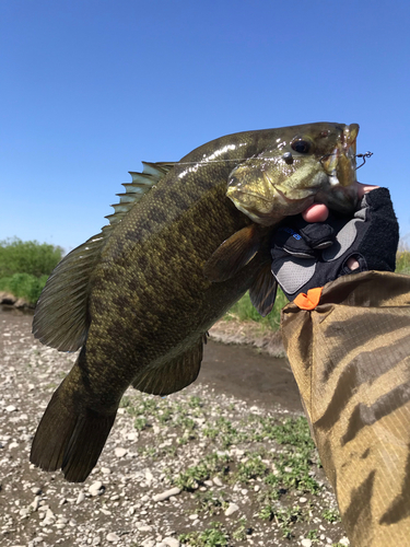 スモールマウスバスの釣果