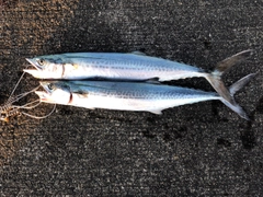 サゴシの釣果