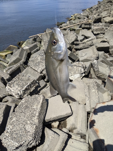 セイゴ（ヒラスズキ）の釣果