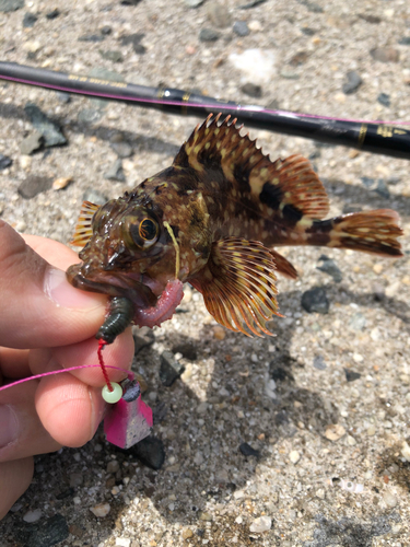 カサゴの釣果