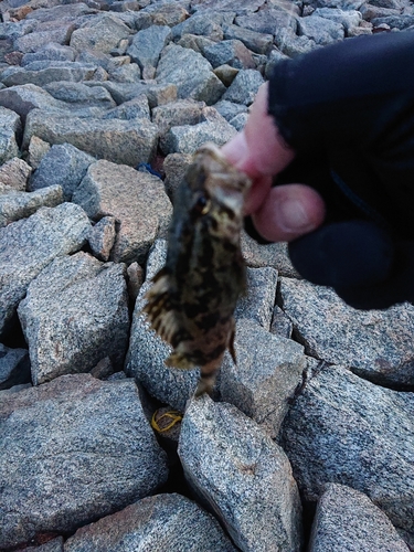 タケノコメバルの釣果