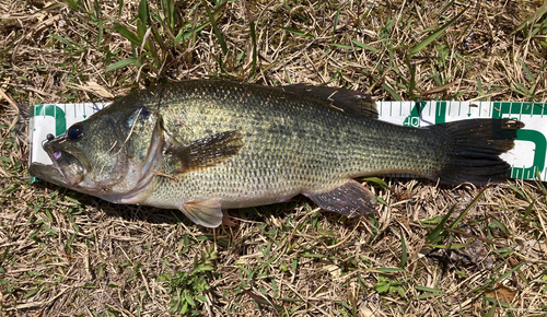 ブラックバスの釣果