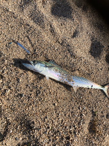 サゴシの釣果