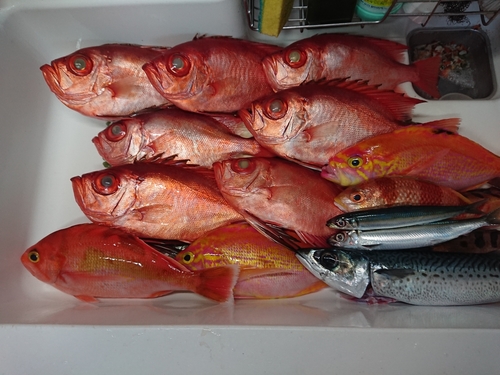 キントキダイの釣果