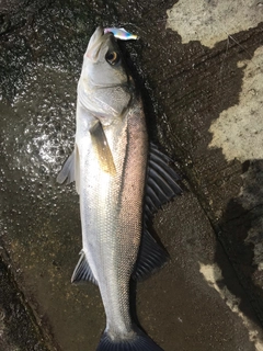 フッコ（マルスズキ）の釣果