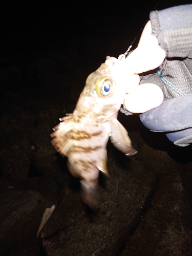 シロメバルの釣果